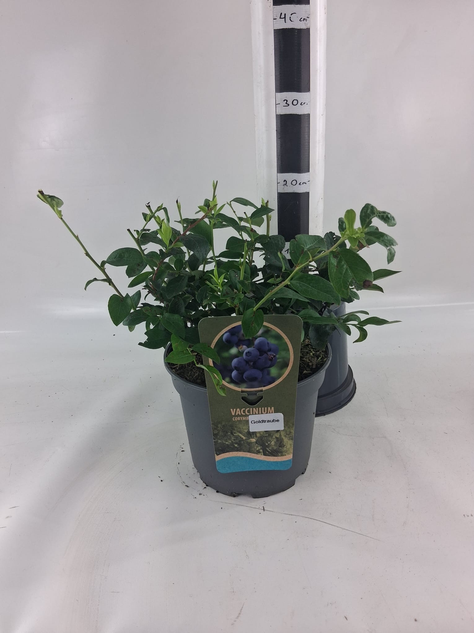 Vaccinium cor. 'Goldtraube', D 23