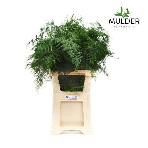 Аспарагус Сетацеус 85, шт.