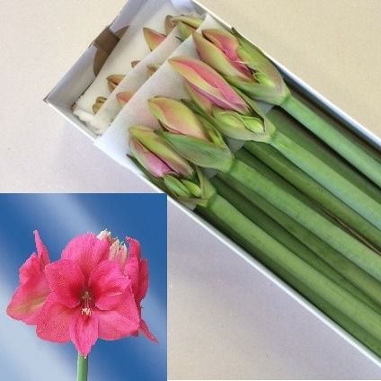 Амарилис Плэжэ (красн.) x15, шт.