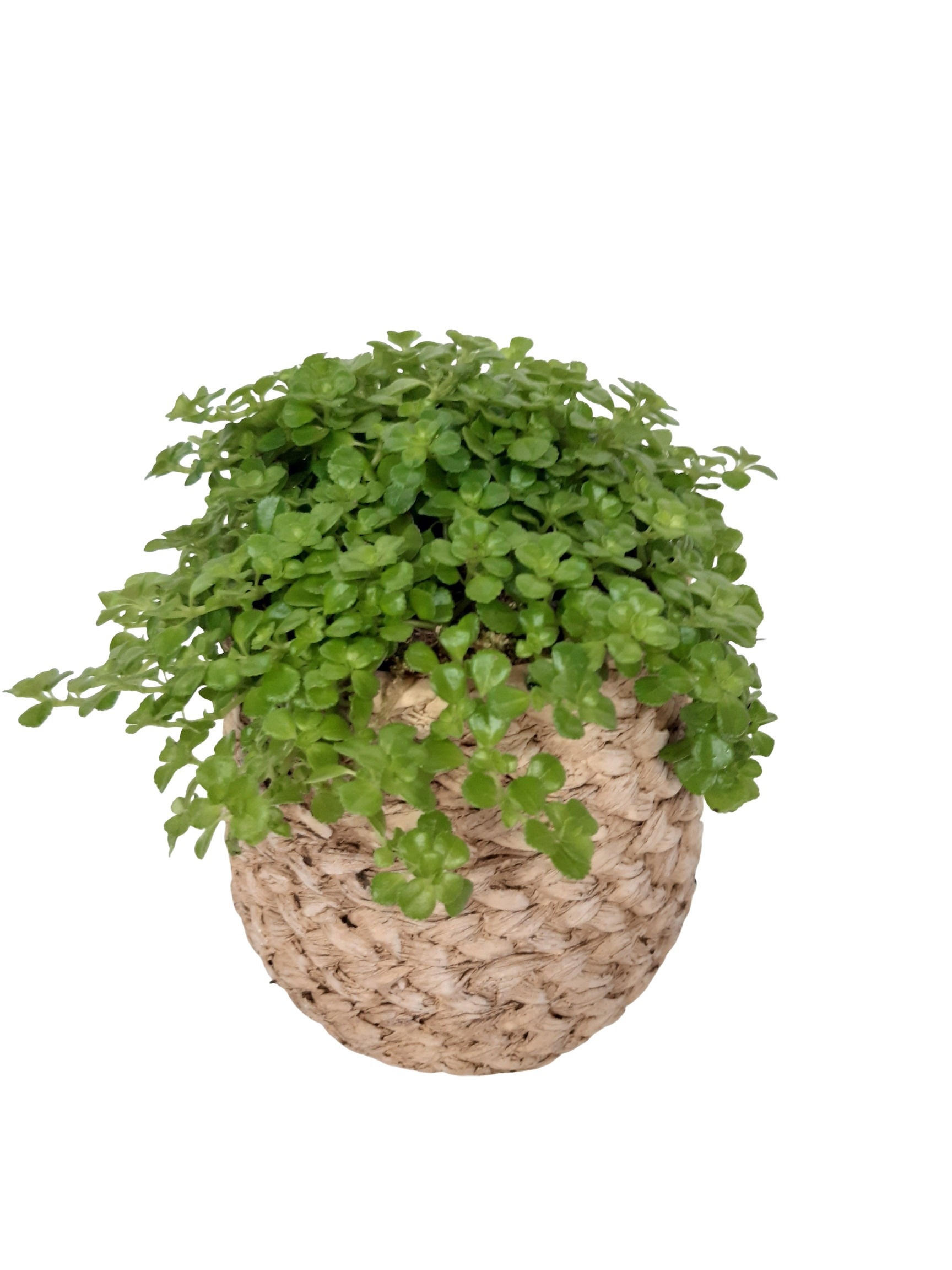 MPI14PIL Mandpot Ibiza Keramiek 14cm Pilea Depressa, D 14