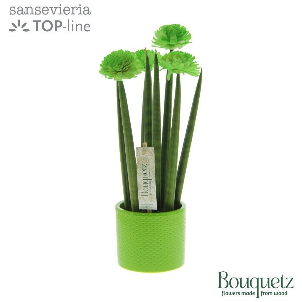 Sansevieria TOP-line Bouquetz Green in Dots keramiek, D 8,5