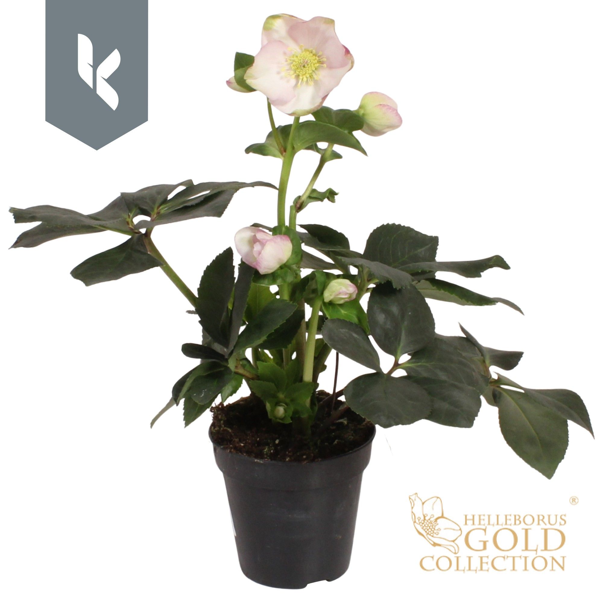 HGC Helleborus Winter Ballet Liara, D 13 cm