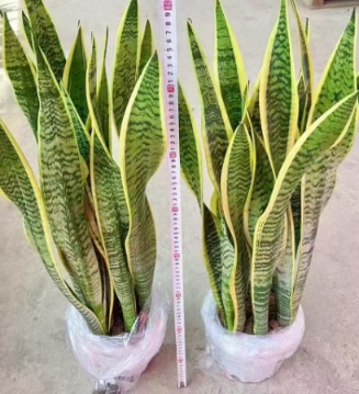 Сансевиерия 230/12 пак вайт базин тайгер скин орхидея 23 70