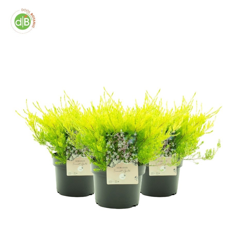 Diosma hirsuta 'Sunset Gold', D 19