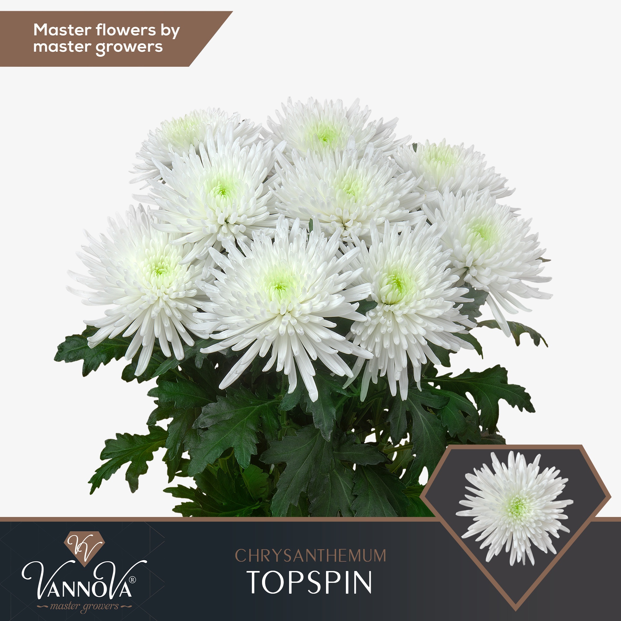 Хризантема од. Топспин 70, шт.