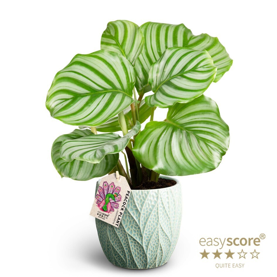 Leaf Ocean, Calathea orbifolia, D 12