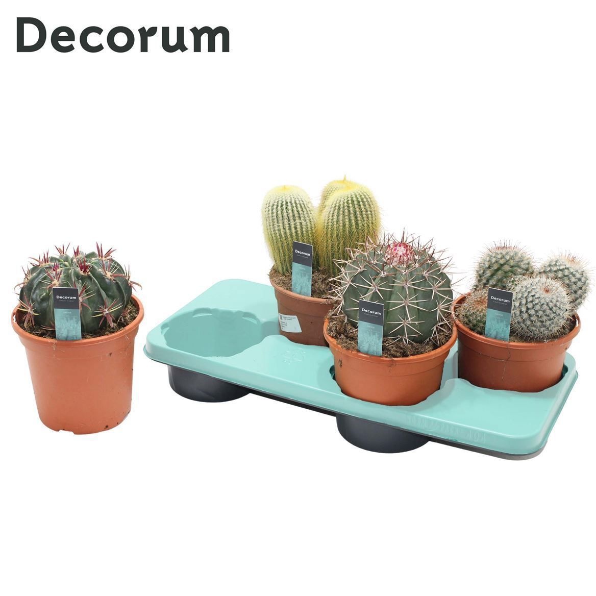 Cactus Mix (4spc.) (decorum), D 17