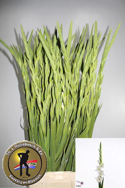 Гладиолус Нова Зембла 110, шт.