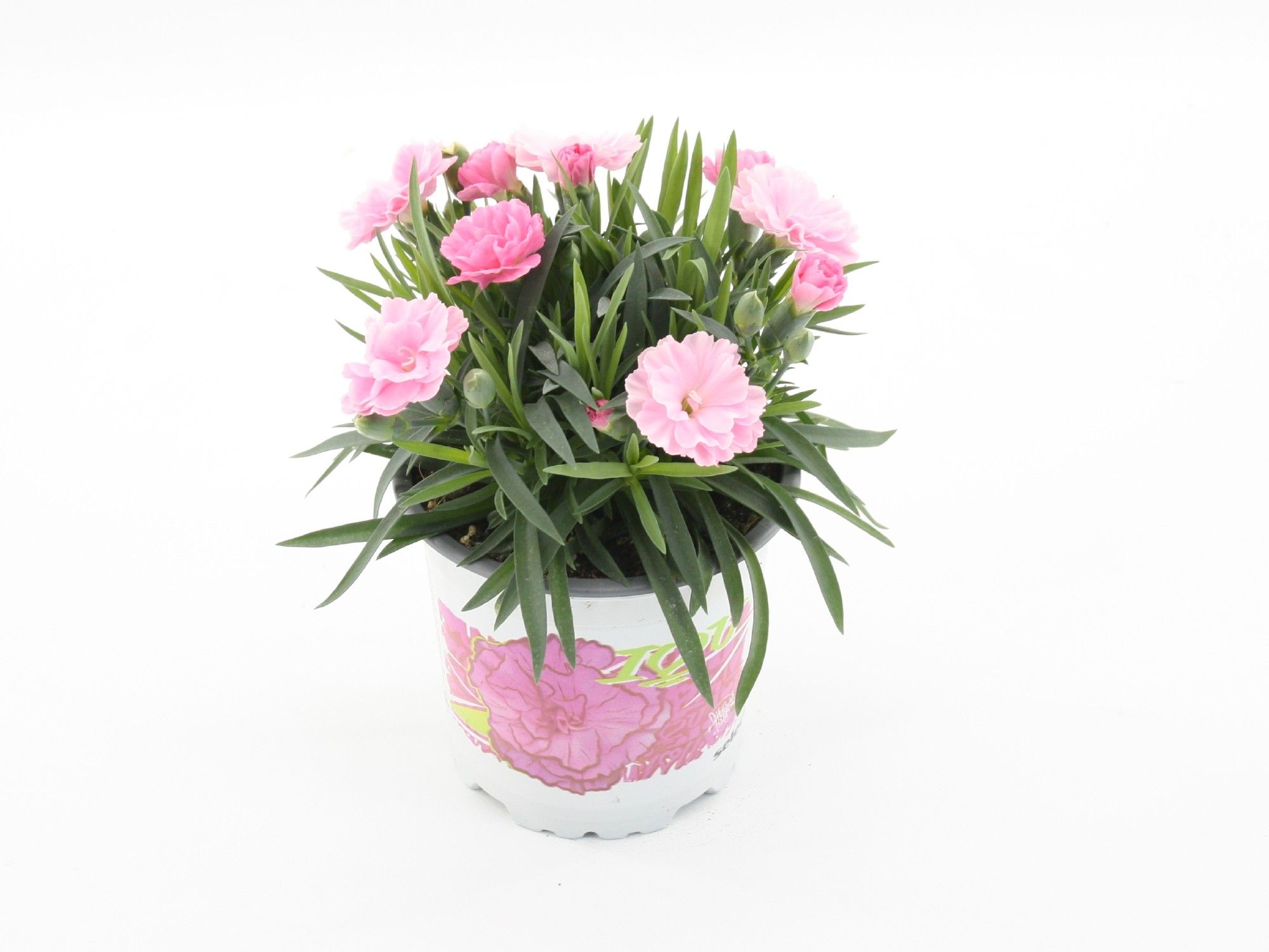 Dianthus I Love You, D 10,5