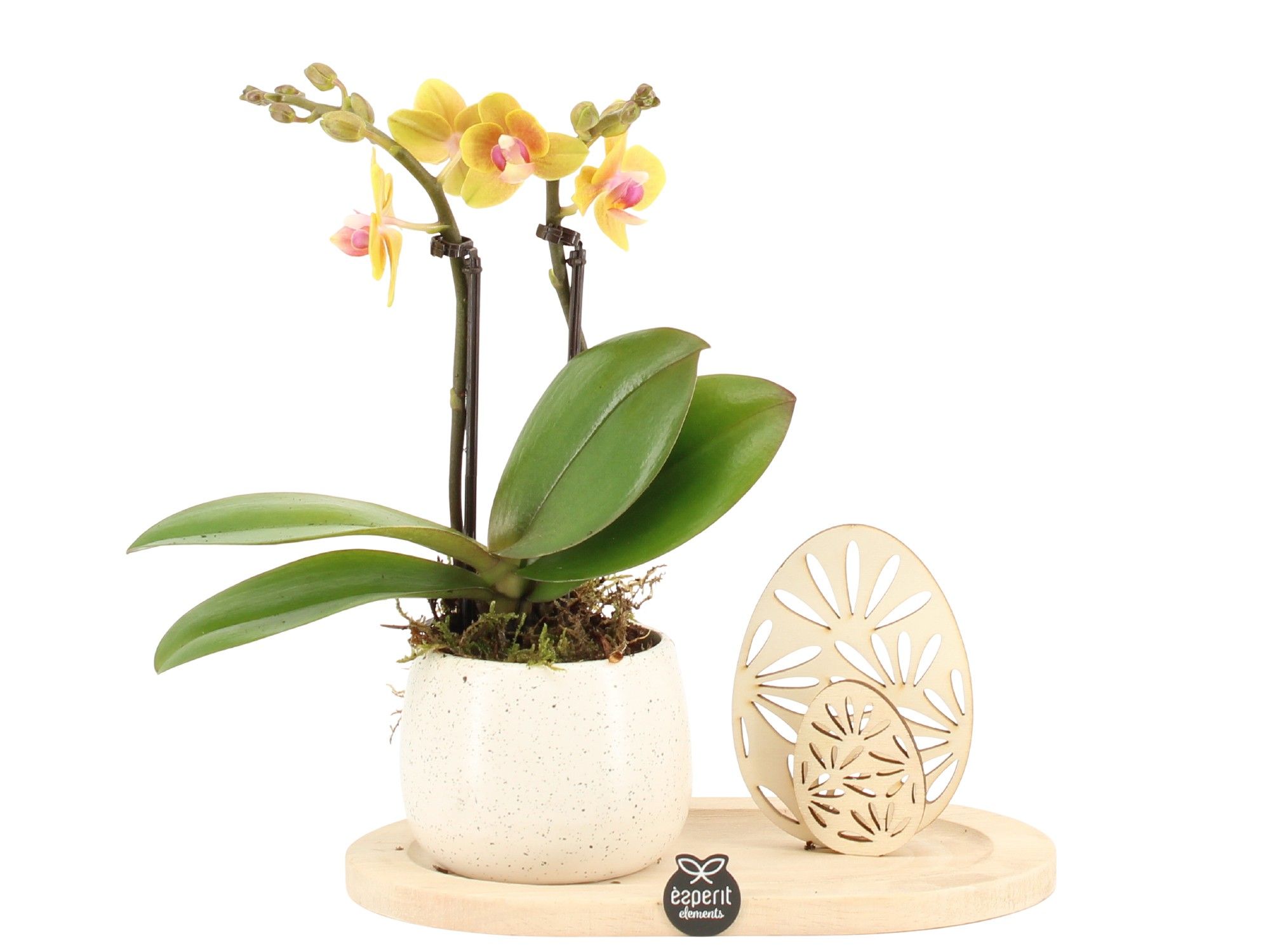 70813: Easter arrangement, D 19