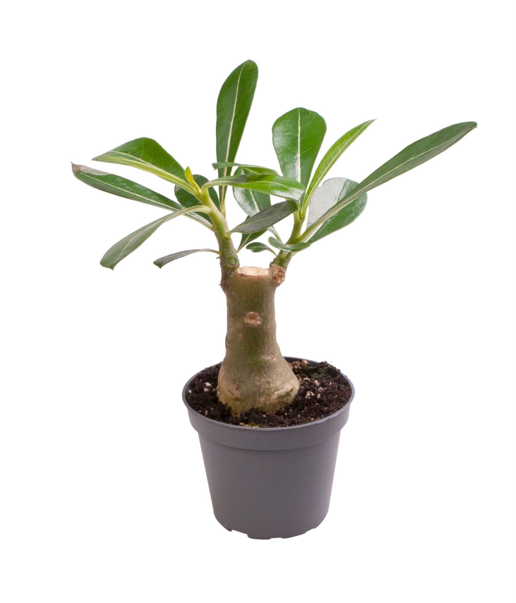 Adenium Obesum - Teract, D 6