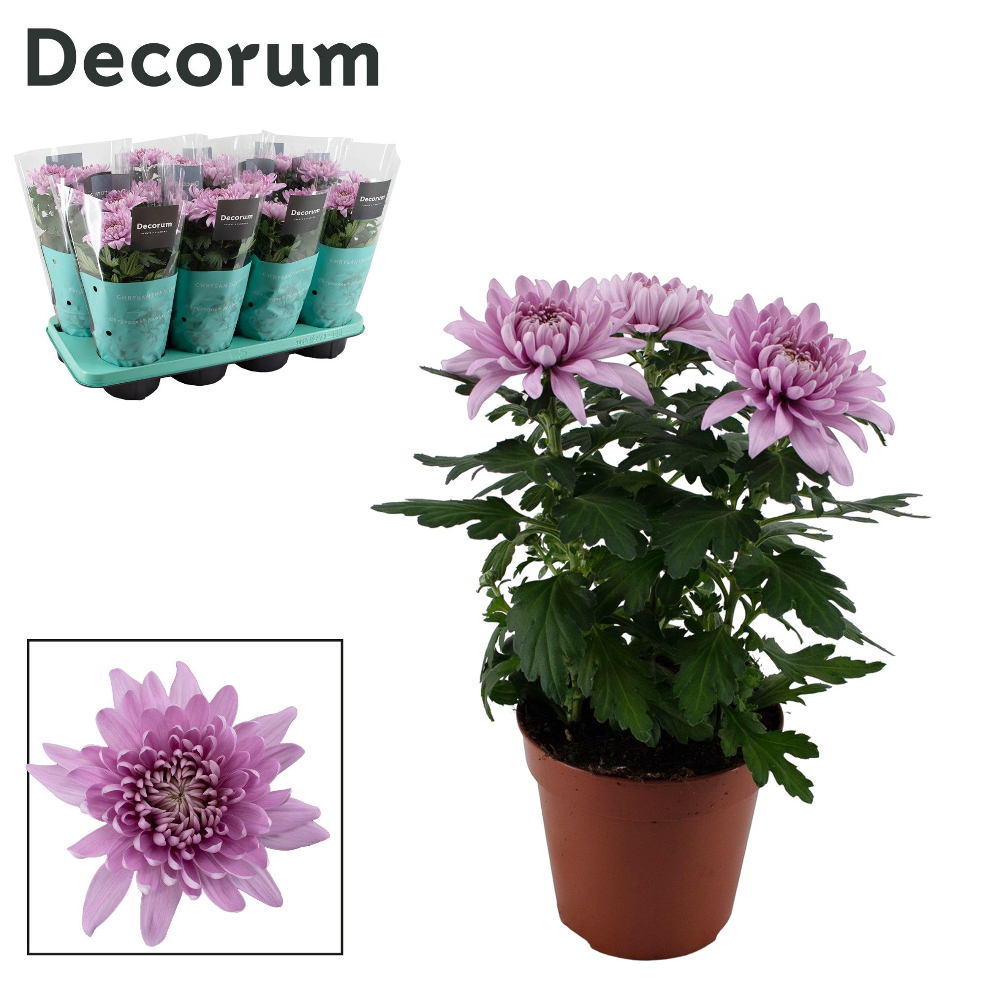 Decorum Chrysanne® Zembla Next Pink, D 13 cm Decorum Chrysanne® Zembla Next Pink, D 13 cm