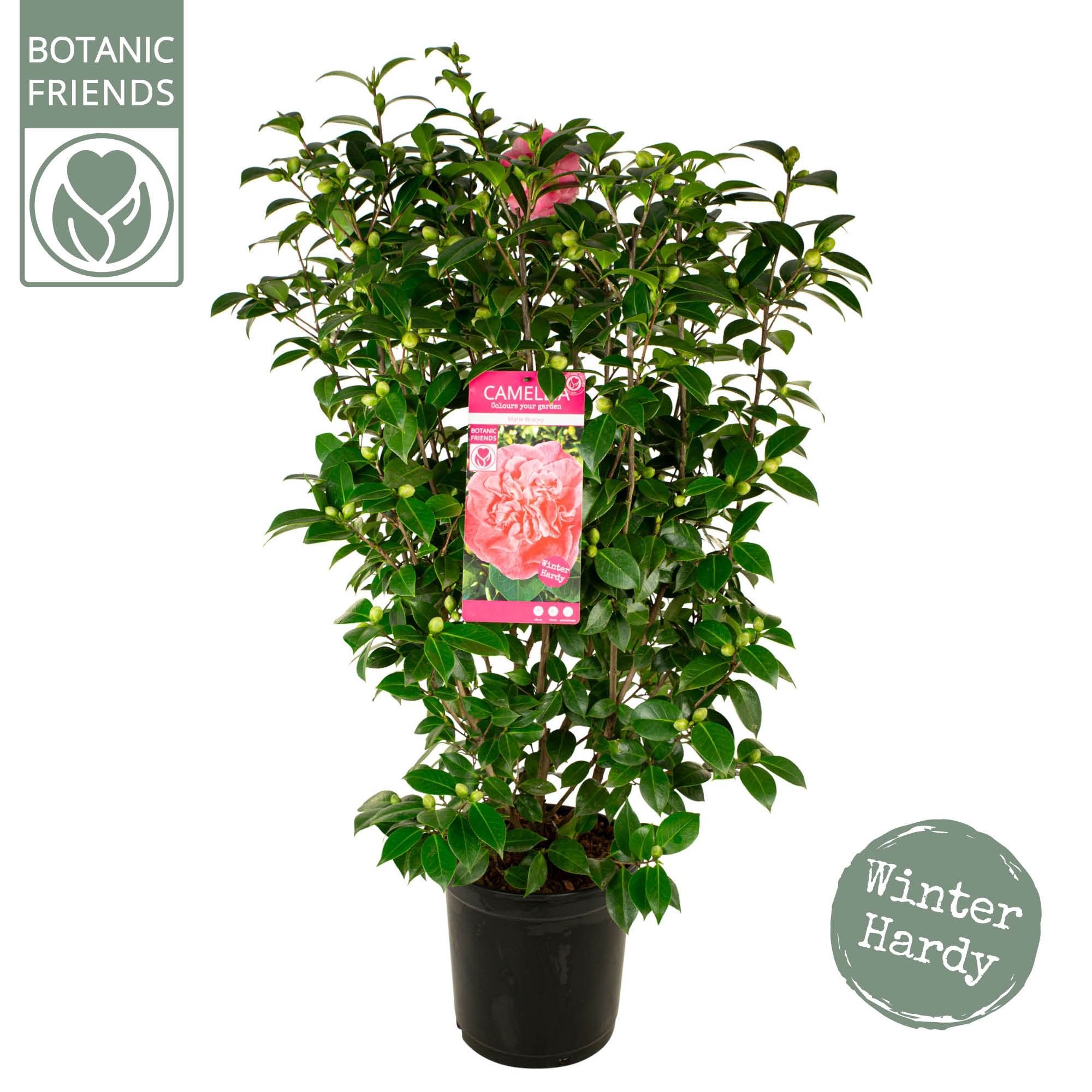 Camellia jap. 'Marie Bracey', D 29