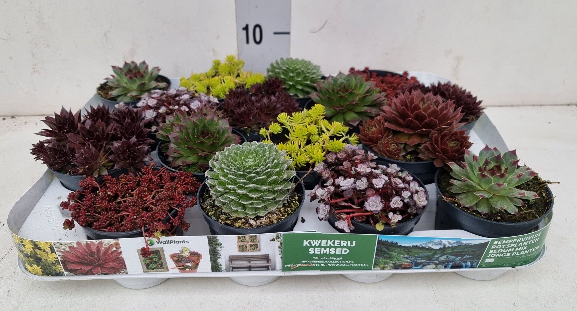 rotsplanten mix min. 6 soorten, D 8