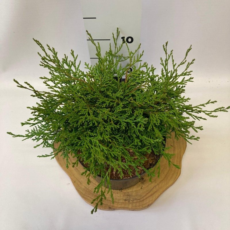 Chamaecyparis o. 'Pygmaea', D 18
