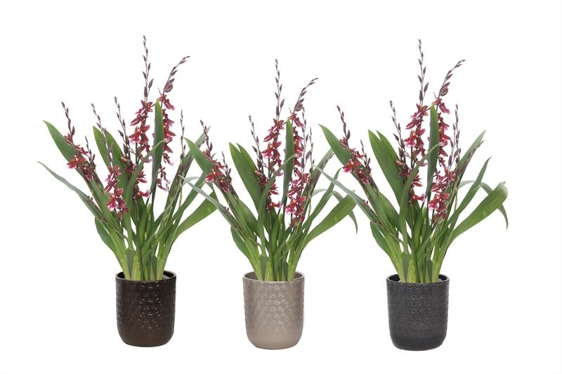 Vera p12 symmetric mix Cambria Barrocco Red 7+T65+, D 12