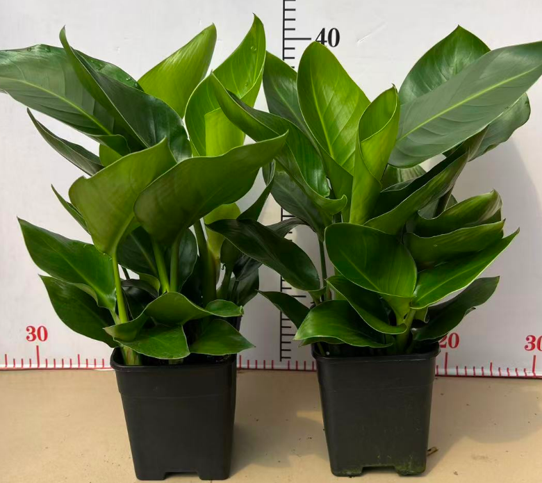 Стрелитзиа Николаи 0.8-галлон премиум десктоп Стрелитзиа 14 40