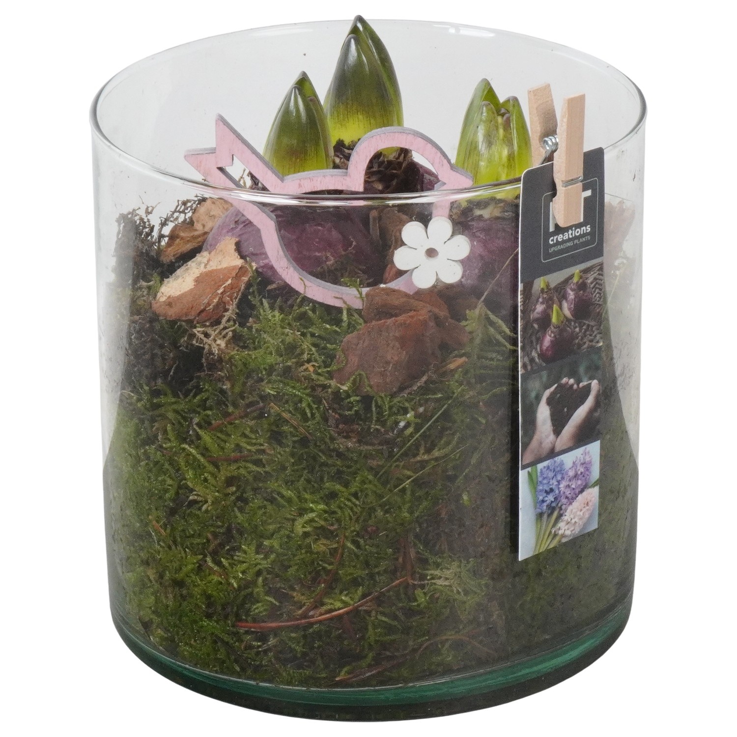 PTHC9203 Arrangement Hyacints in glas cylinder, D 15