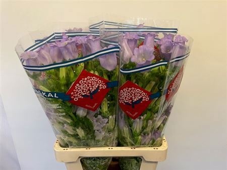 Кампанула Чемпион Лавендер 70, шт.