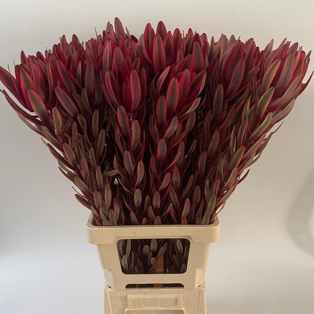 Леукадендрон Джестер 80, шт.