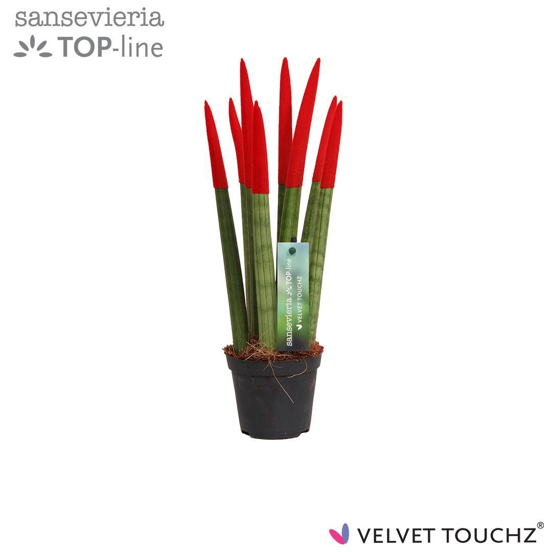 Sansevieria VELVET TOUCHZ® Rood, D 8,5