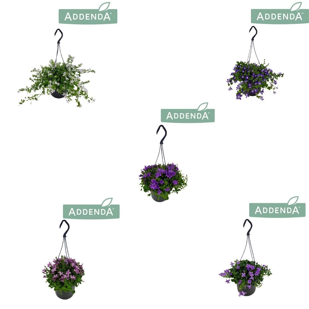 Campanula Addenda Mixlaag 15 cm Hangpot, D 15,5
