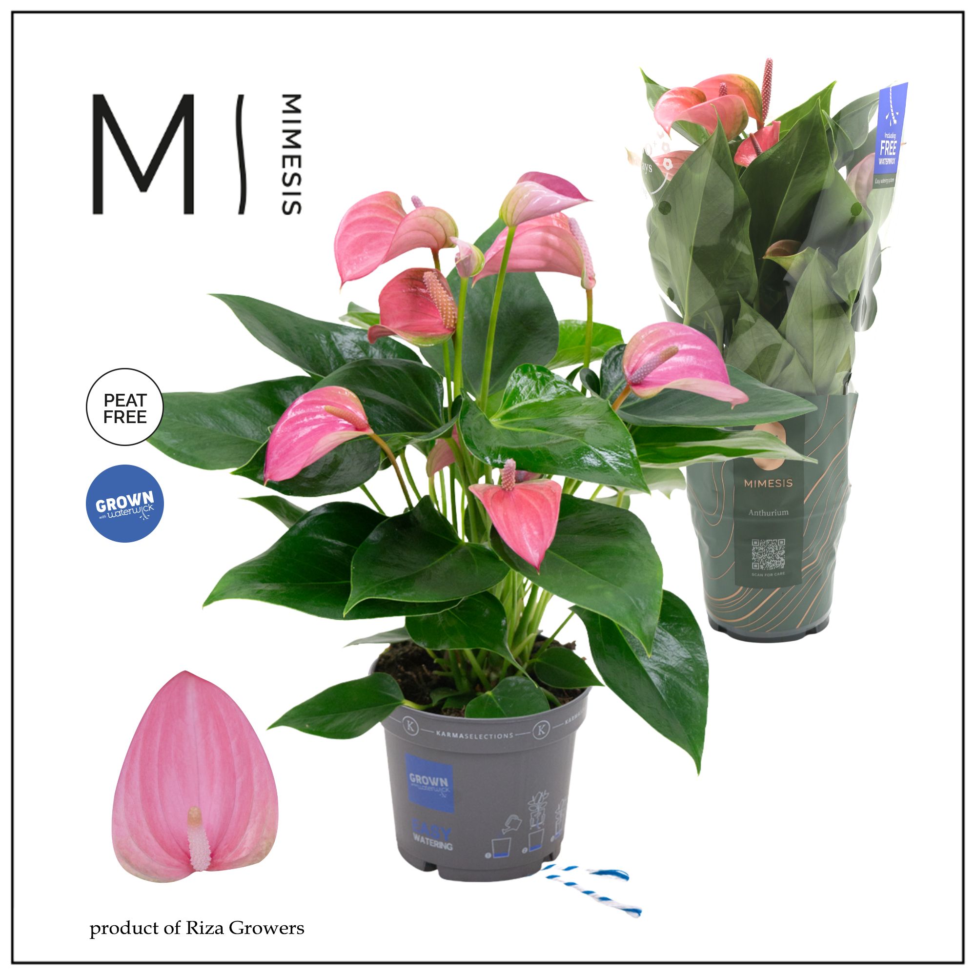 Mimesis Anthurium KARMA Joli - 12cm, D 12