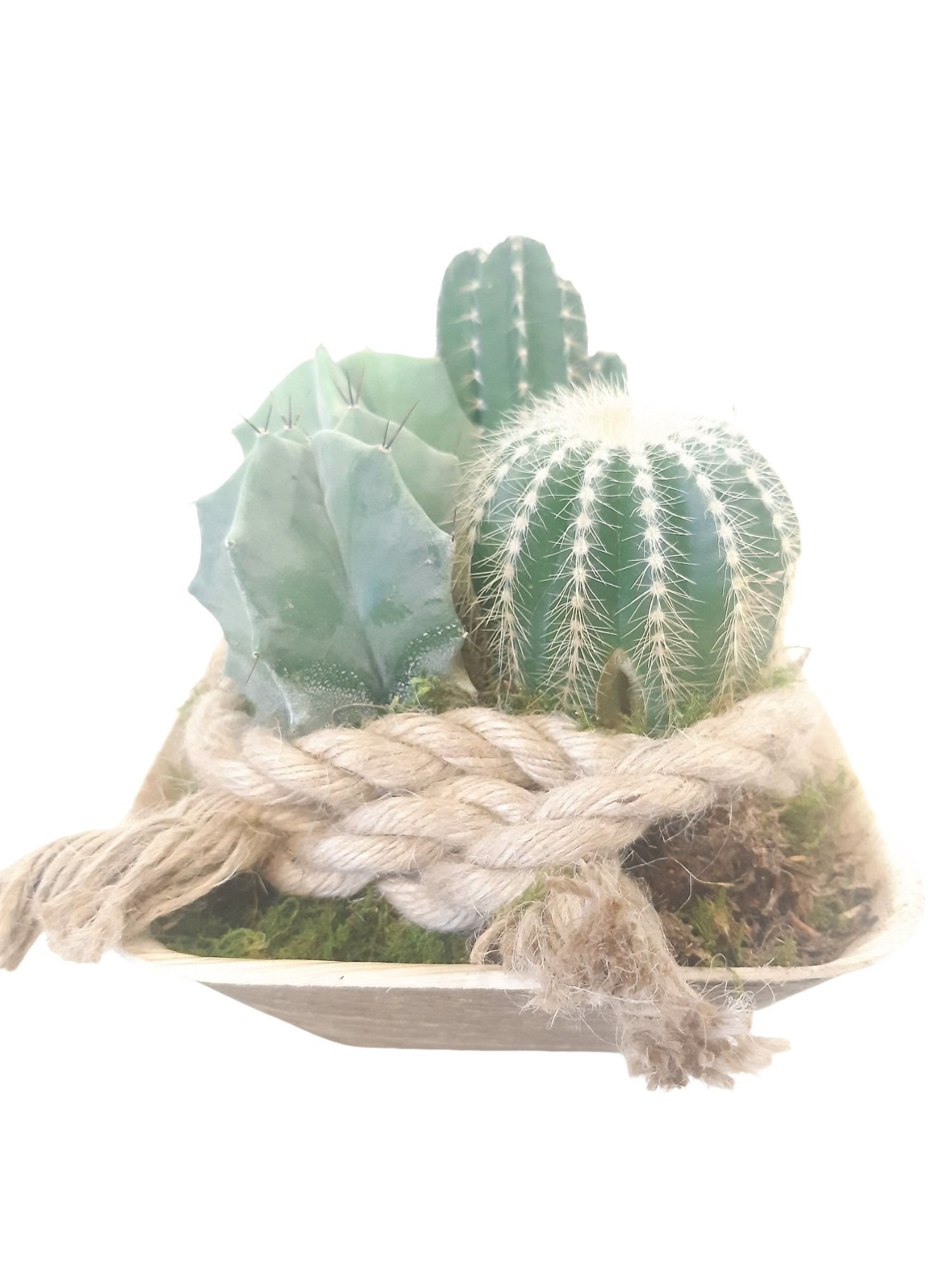 PCQ14CTS PalmCup Squared Cactusmix 100% Biodegradable, D 14