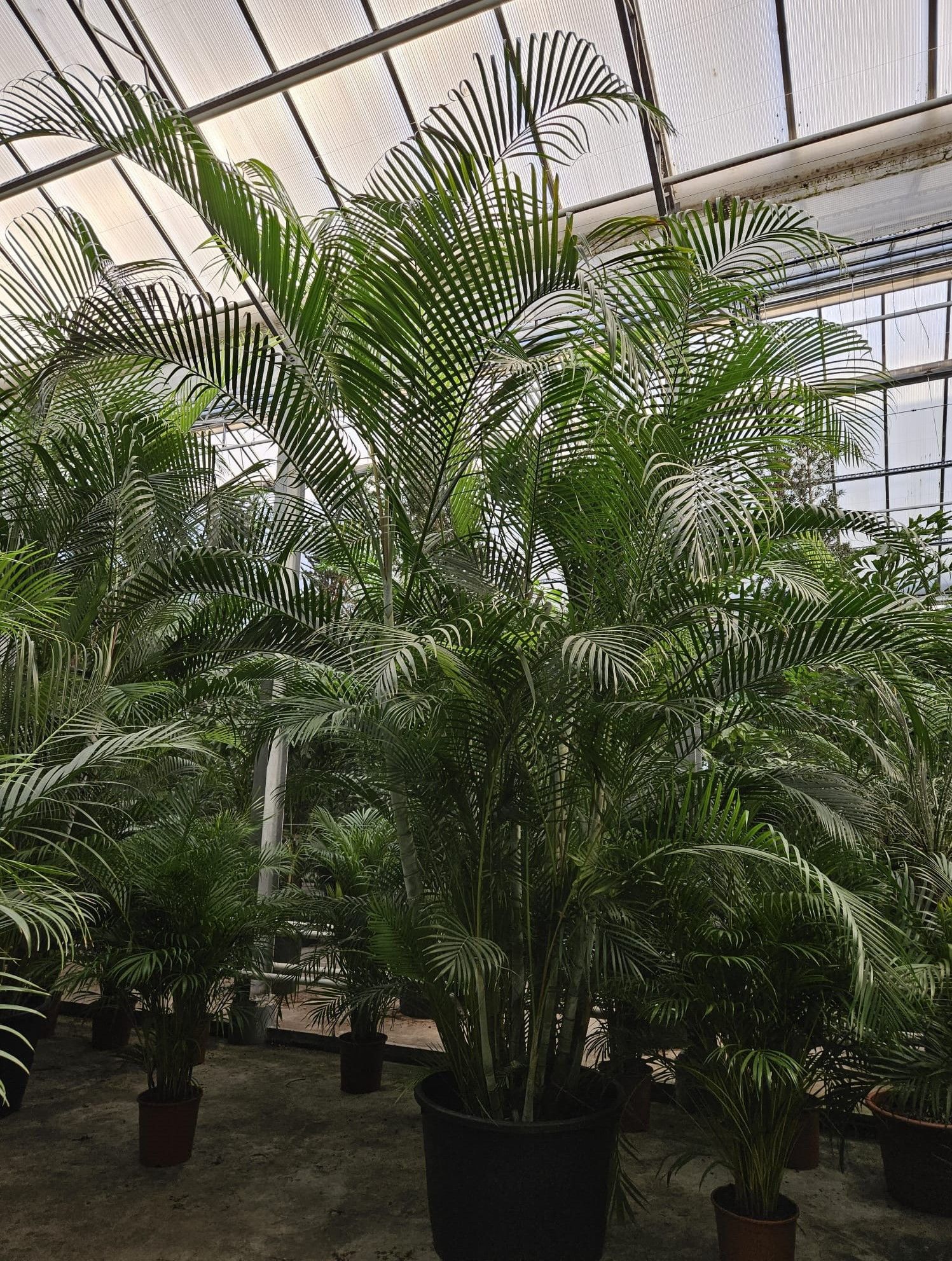 Dypsis lutescens (Areca), D 96