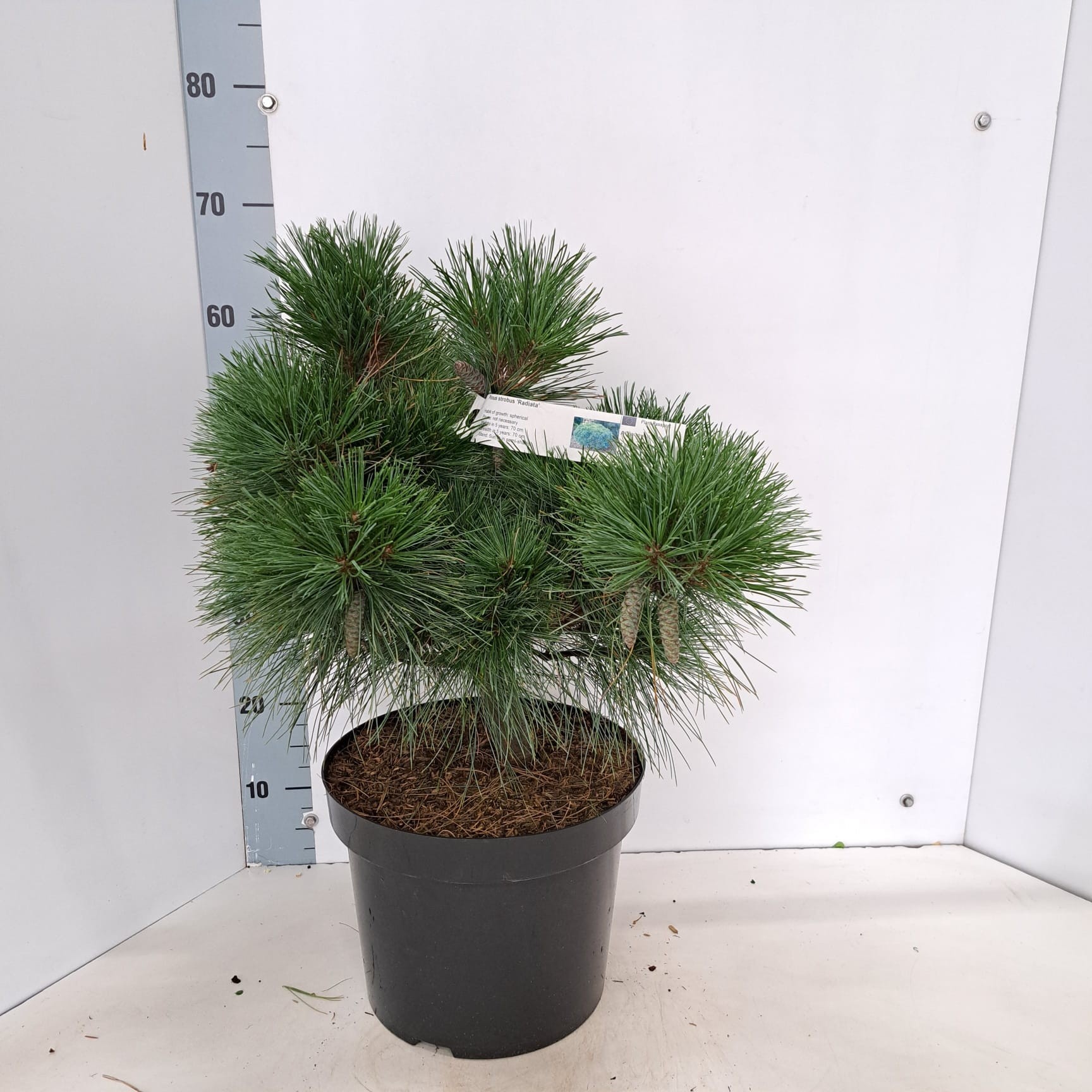 Pinus strobus 'Radiata', D 29