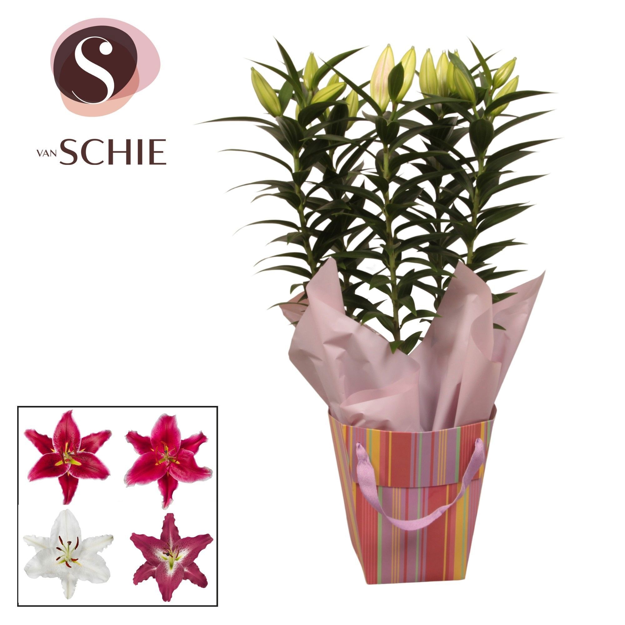 Oriental 19cm Bag STRIPES, D 19