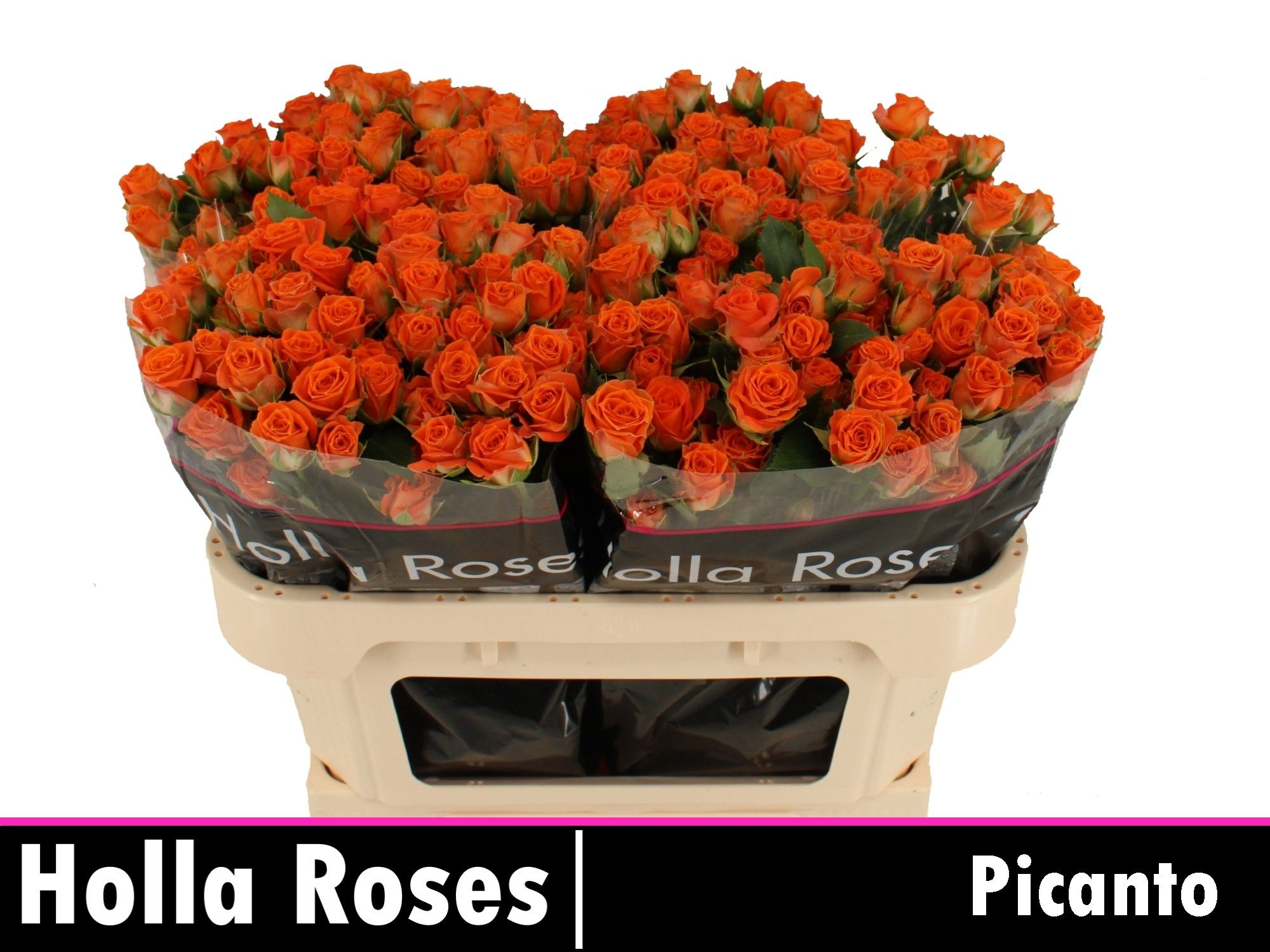 Роза куст. Пиканто 70, шт.