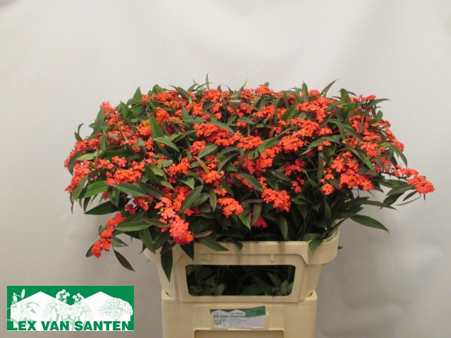 Эуфорбия куст. Мариелль 80, шт.