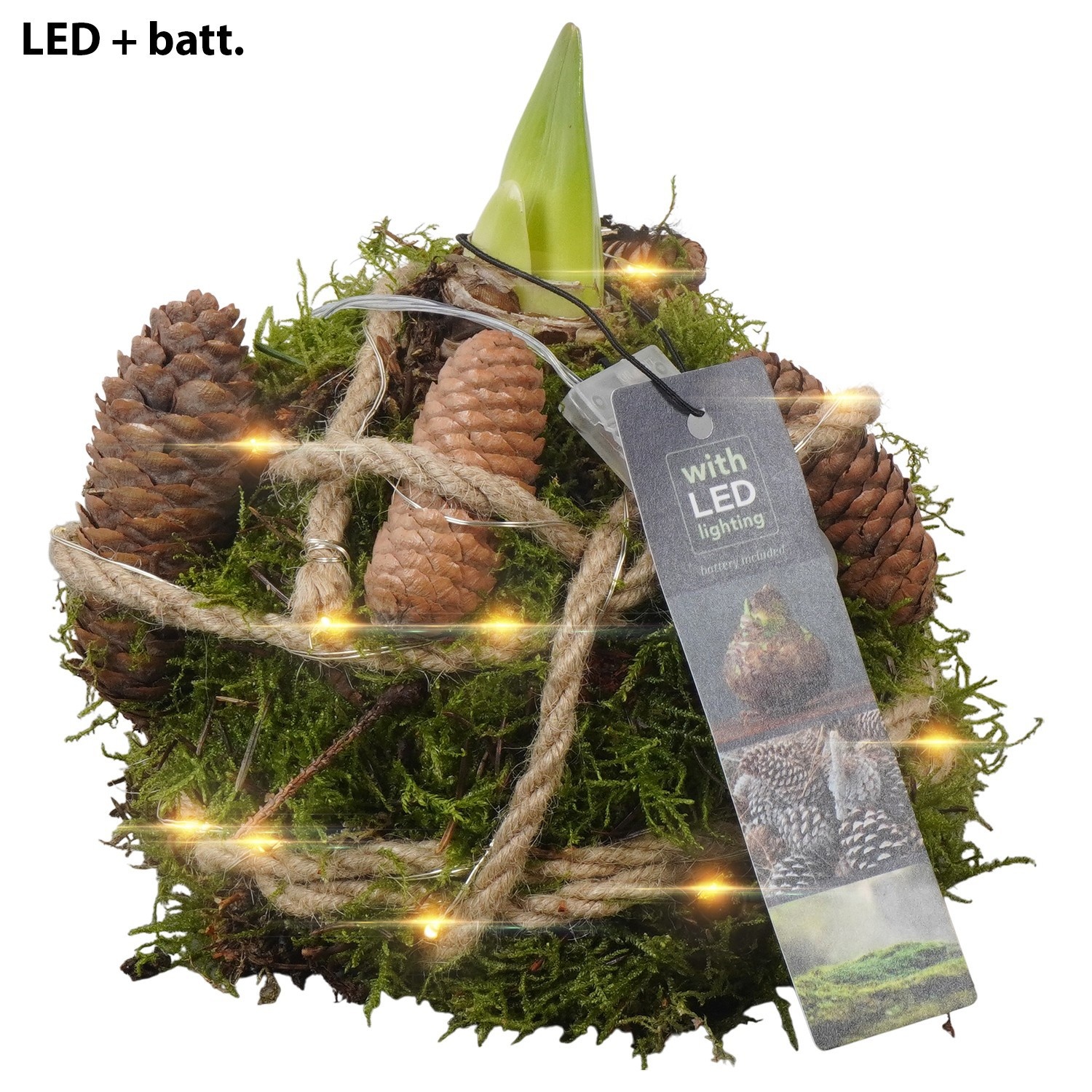 PTAA7528 Arrangement Amaryllis in mos gewikkeld met led, D 12 cm