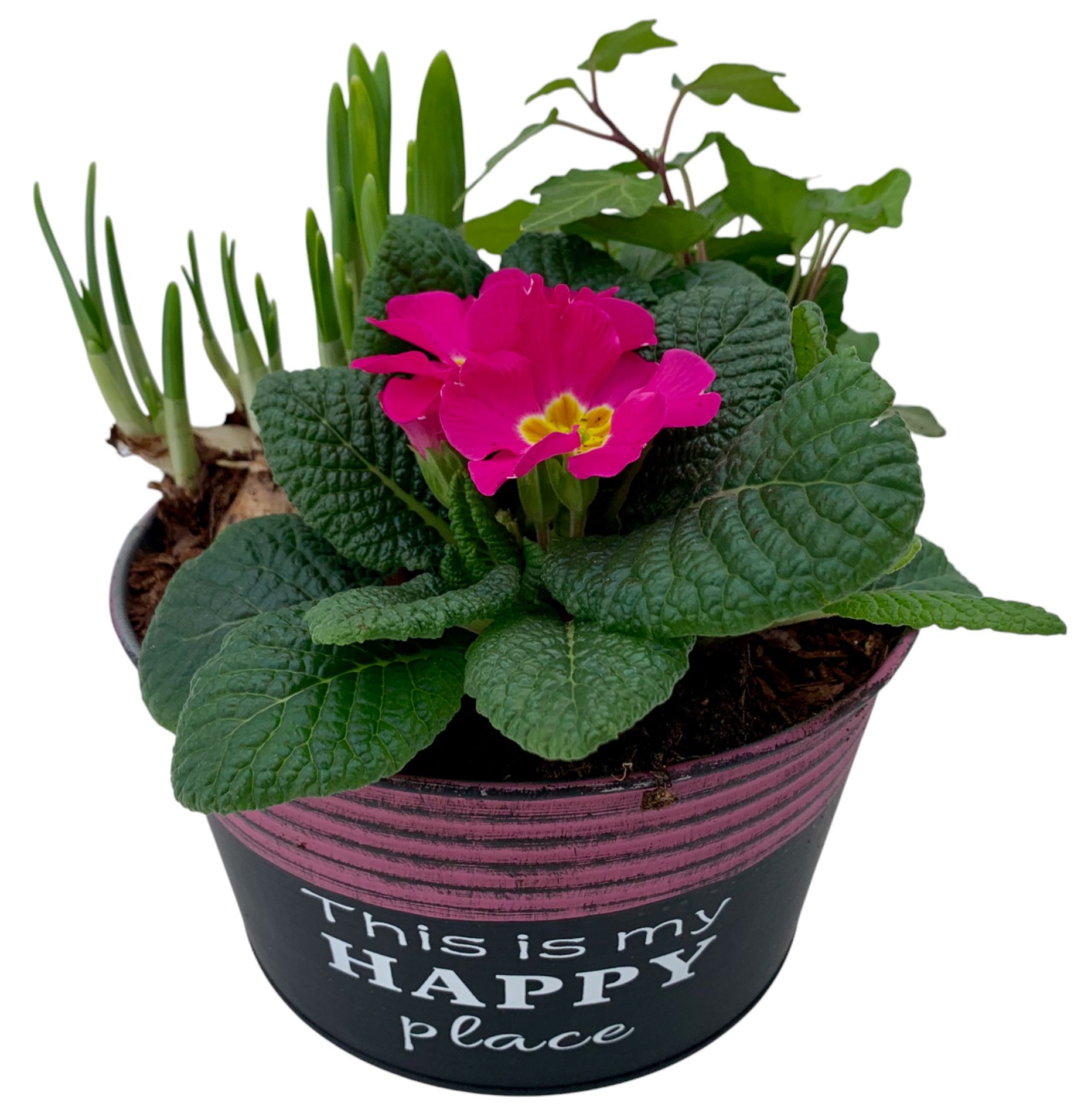 Primula Happy Zink rond Prim + Tete + Hedera, D 16