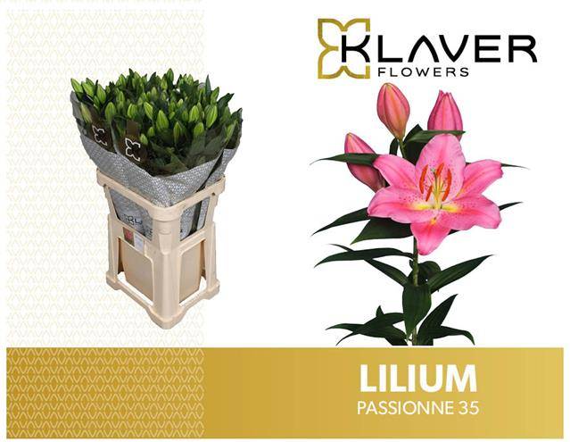 Лилия Пассионе 85, шт.