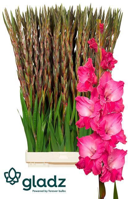 Гладиолус Фэйритэйл Пинк 130 (ярко-роз.), шт.