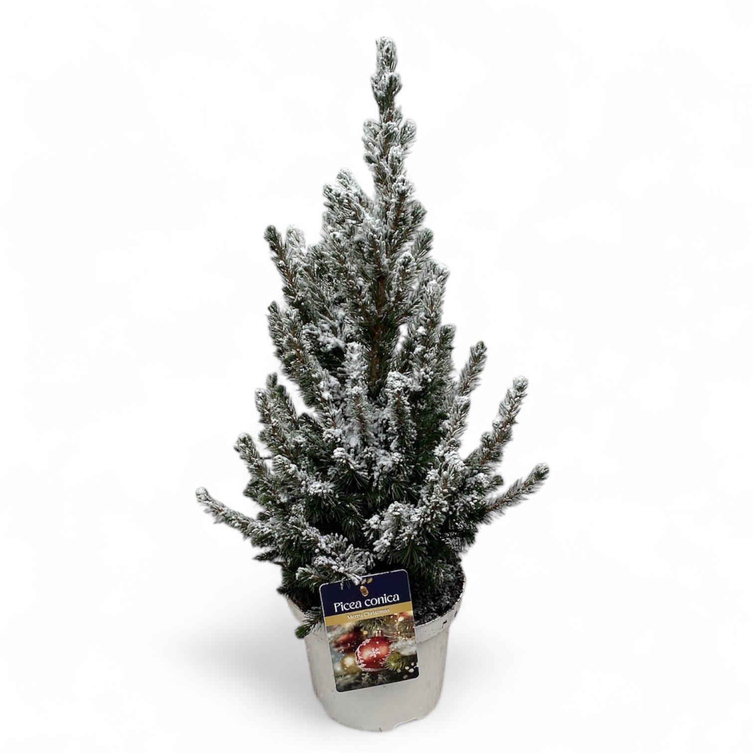 Picea gl. 'Conica' 40-50 cm Wit ( 50-60 cm ) Besneeuwd, D 19 cm