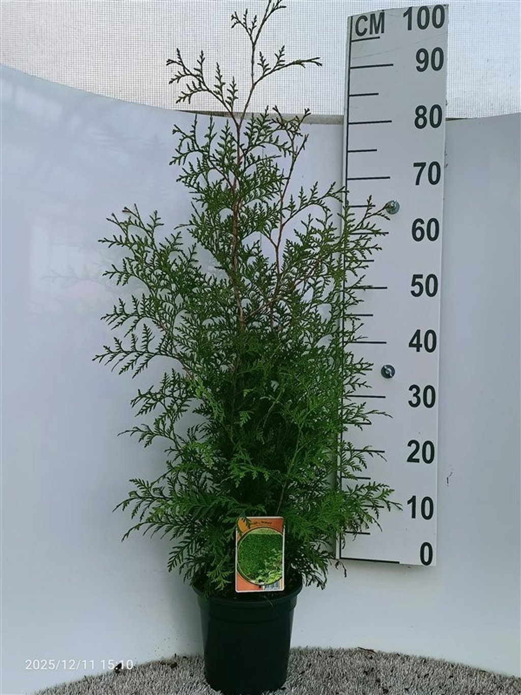 Thuja occ. 'Brabant', D 19