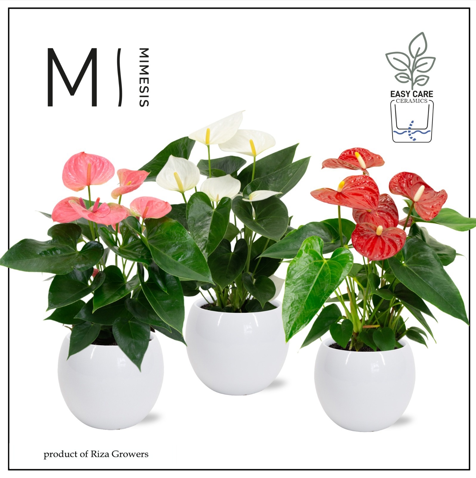Anthurium - KARMA Grandiflora Mix | Lisa White, D 12