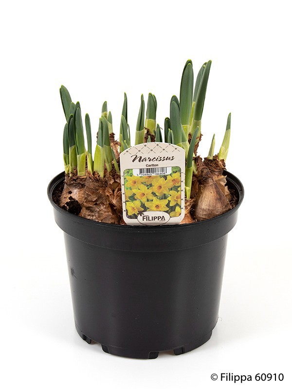 NARCISSUS INCOMPARABILIS 'CARLTON', D 21