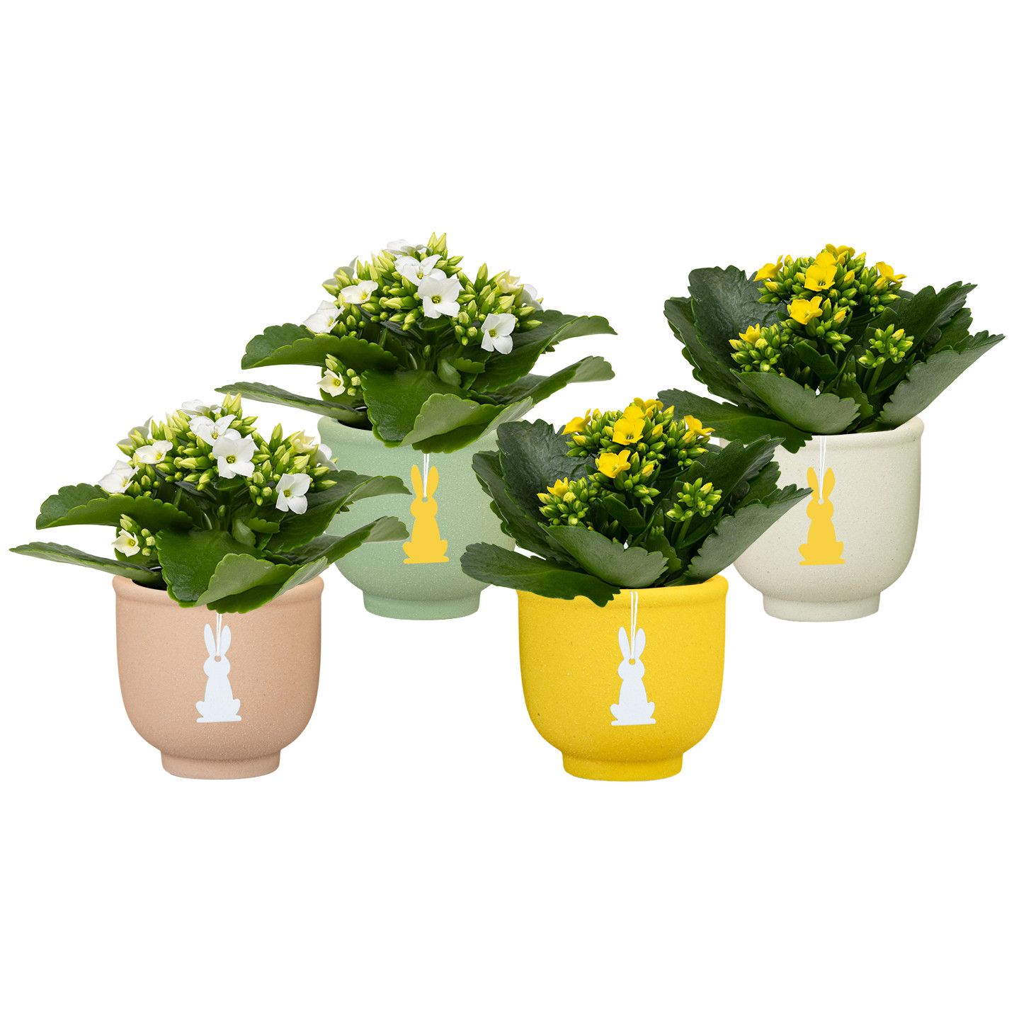 Hopper with Kalanchoe, D 6