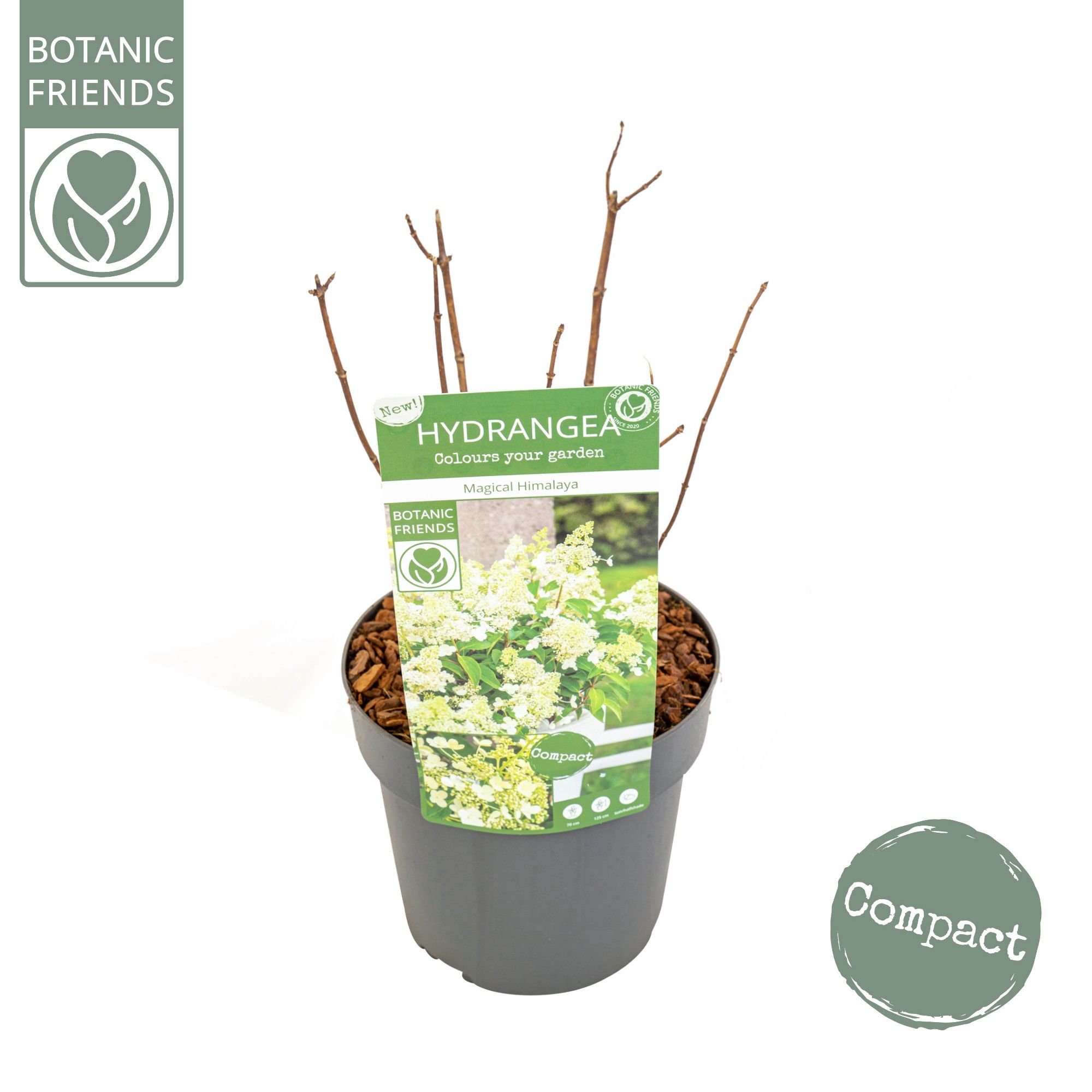 Hydrangea pan. 'Magical Himalaya'®, D 19