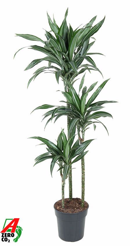 Dracaena Ulises 90-60-30, D 24