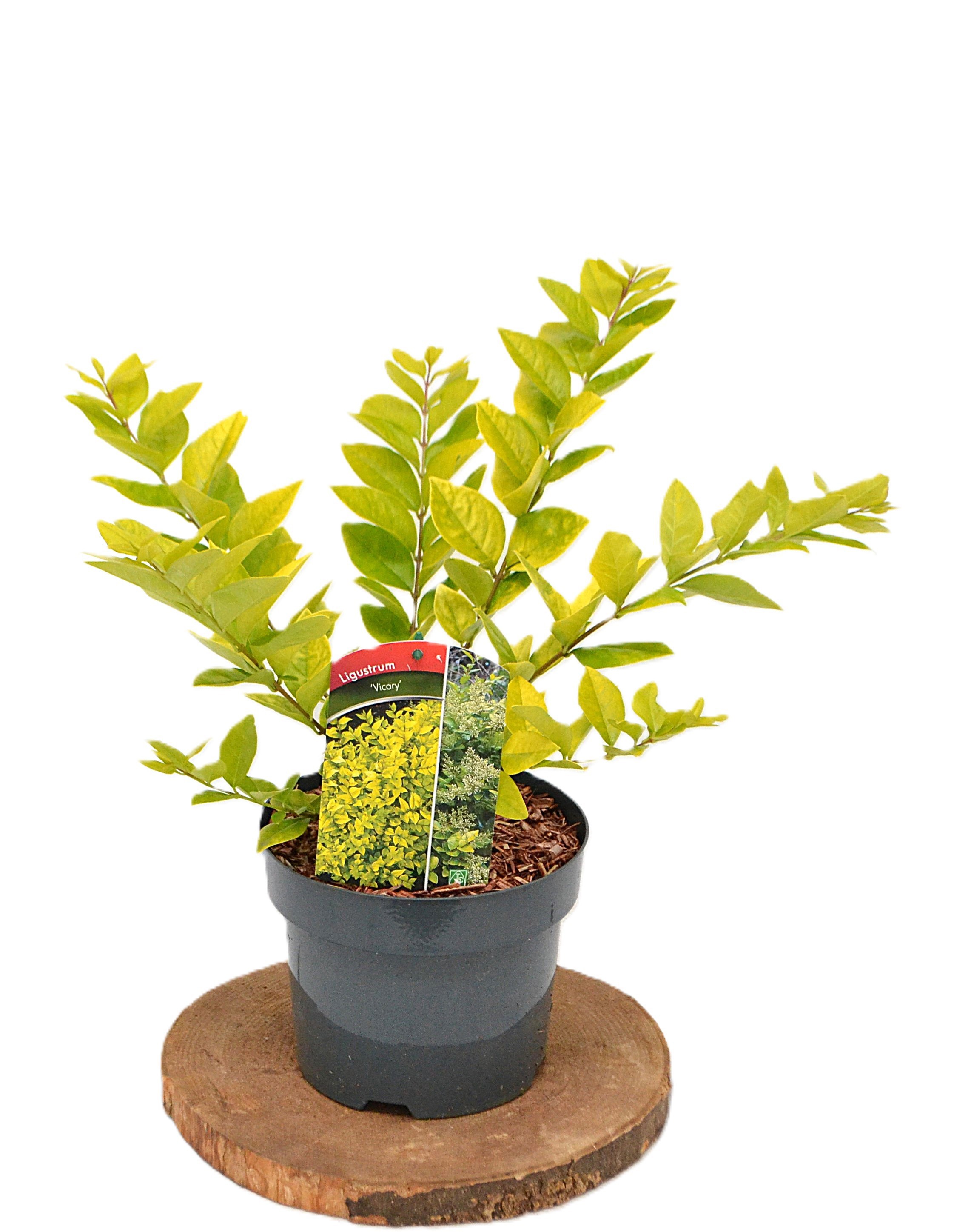 Ligustrum Vicary C3, D 19