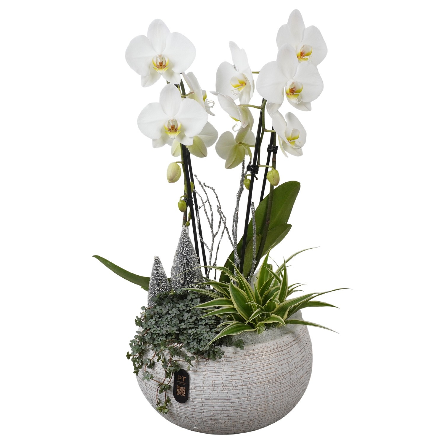 PTPCE3608 Arrangement Phalaenopsis Christmas Exclusive in keramiek schaal, D 26 cm