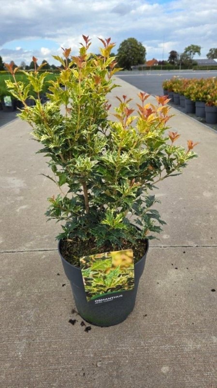 Osmanthus heter. 'Goshiki', D 29