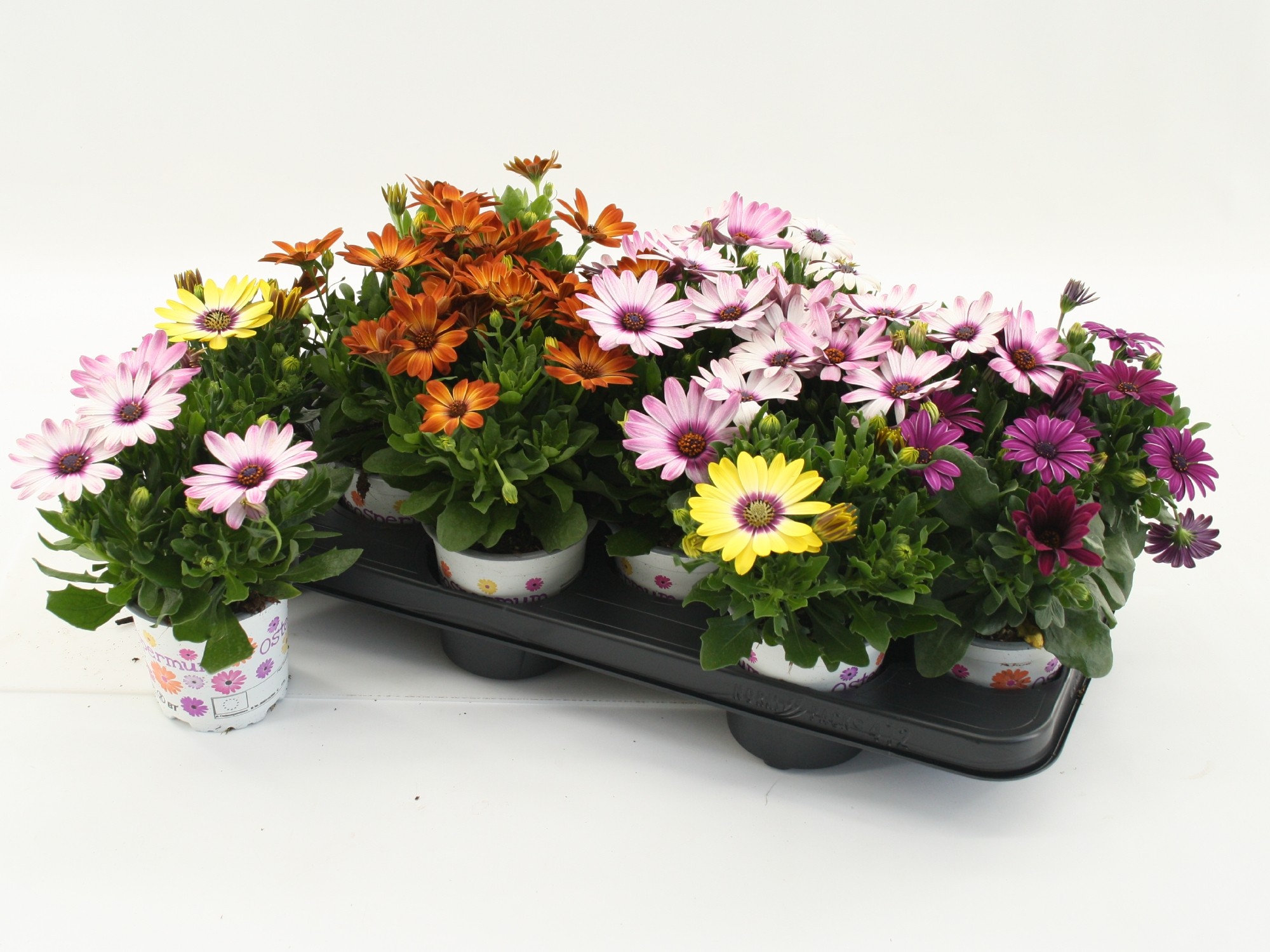 Osteospermum Mixtray, D 10,5