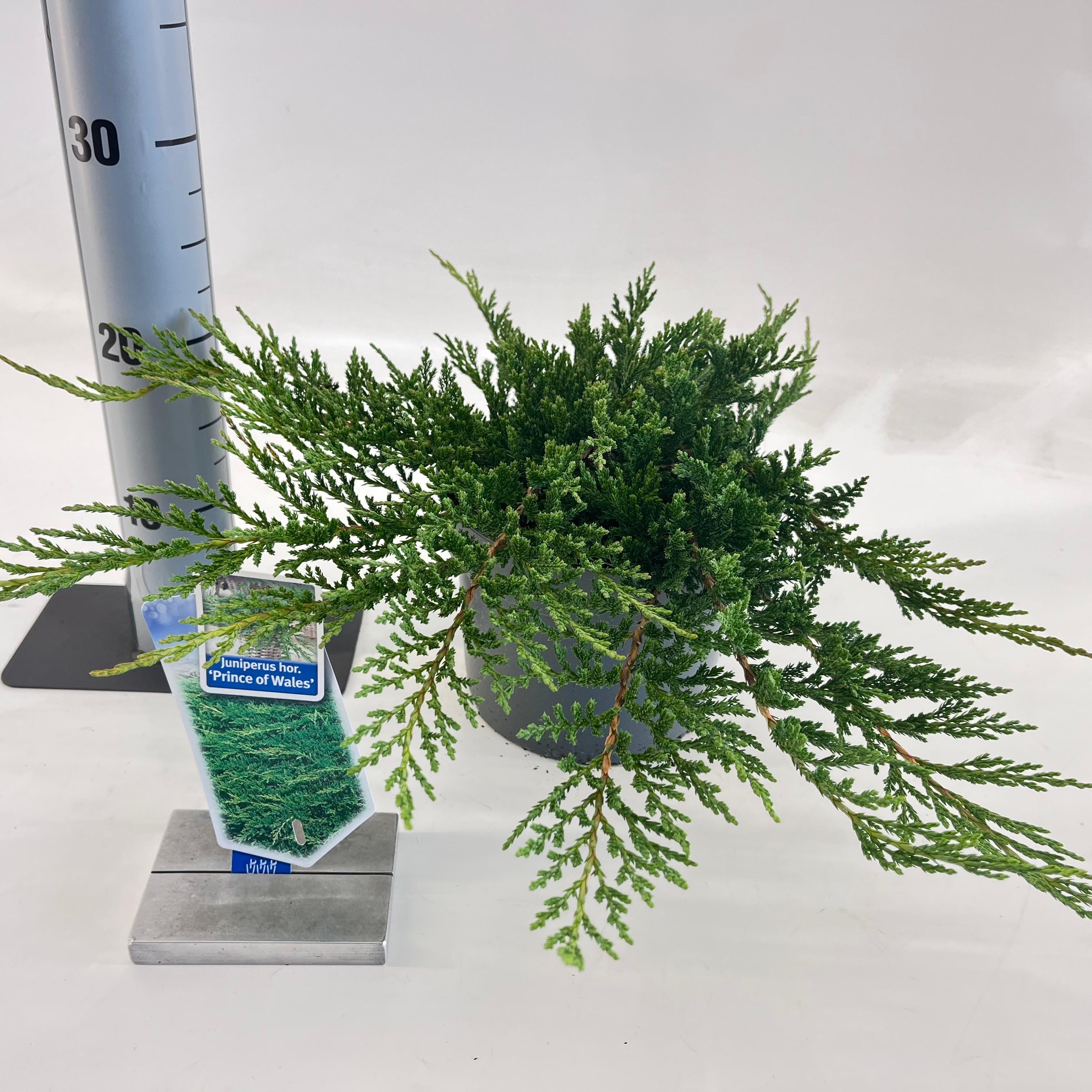 Juniperus horizontalis 'Prince of Wales', D 19