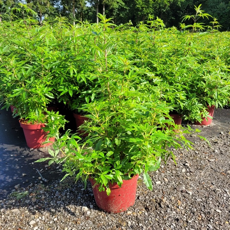 Vitex agnus-castus C5 40-60, D 23 cm